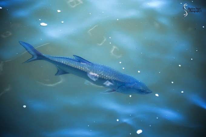 Manatee Lagoon: January 9, 2018: 0794