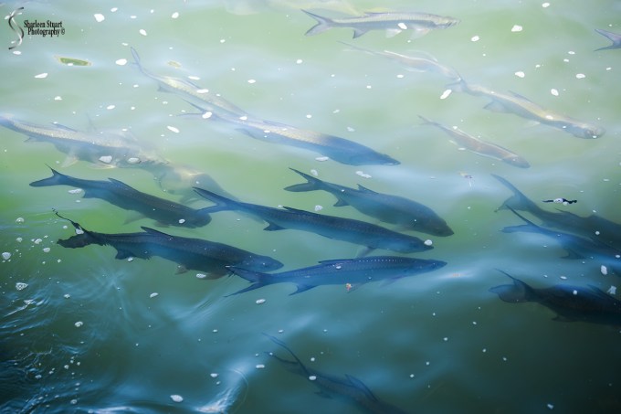 Manatee Lagoon: January 9, 2018: 0799