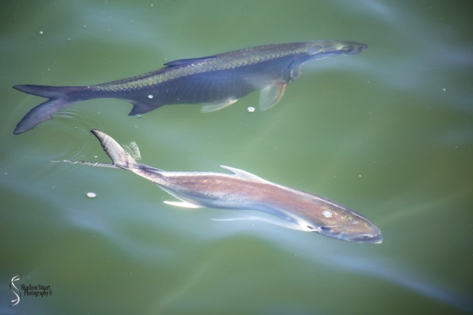 Manatee Lagoon: January 9, 2018: 0800
