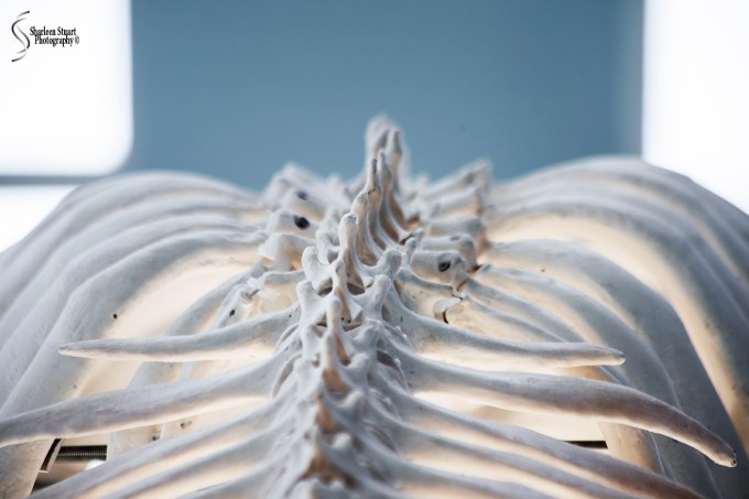 Manatee Lagoon: January 9, 2018: 0821