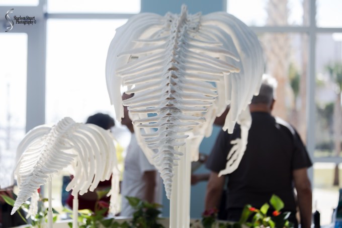 Manatee Lagoon: January 9, 2018: 0822