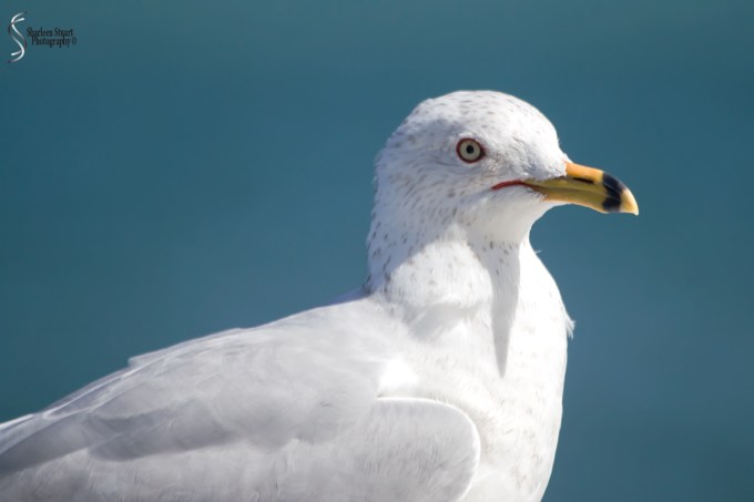 Manatee Lagoon: January 9, 2018: 0863