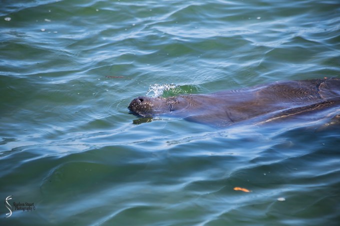 Manatee Lagoon: January 9, 2018: 0865
