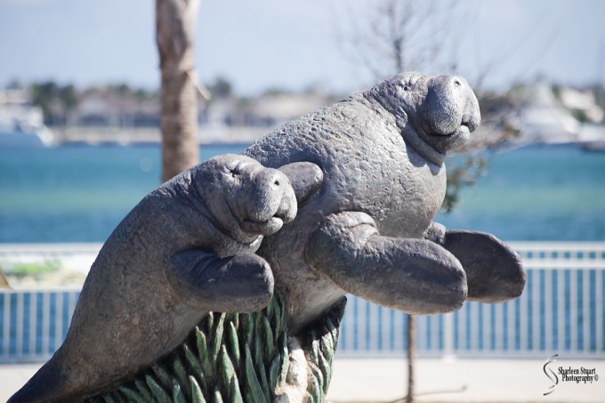 Manatee Lagoon: January 9, 2018: 0879