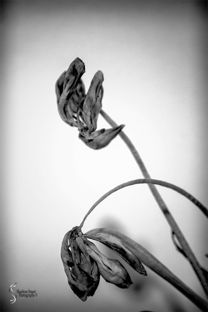 Out on the back canal: March 3 2018: 1889