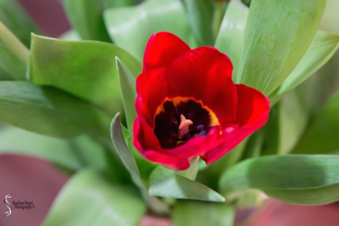 Out on the back canal: March 3 2018: 2064