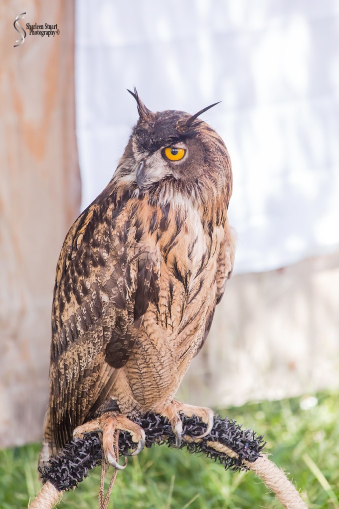 Rennaisance Fair: Deerfield Beach: February 25, 2018: