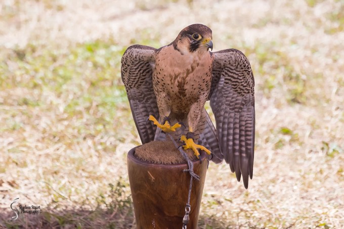 Rennaisance Fair: Deerfield Beach: February 25, 2018:  1661