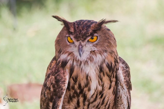 Rennaisance Fair: Deerfield Beach: February 25, 2018: 1664