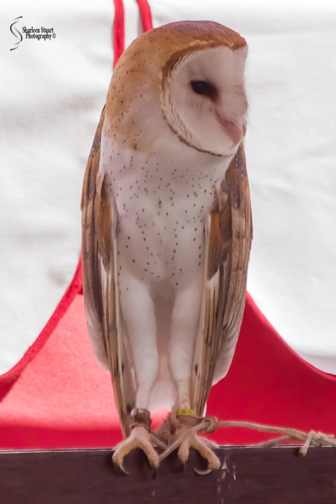 Rennaisance Fair: Deerfield Beach: February 25, 2018: 1687