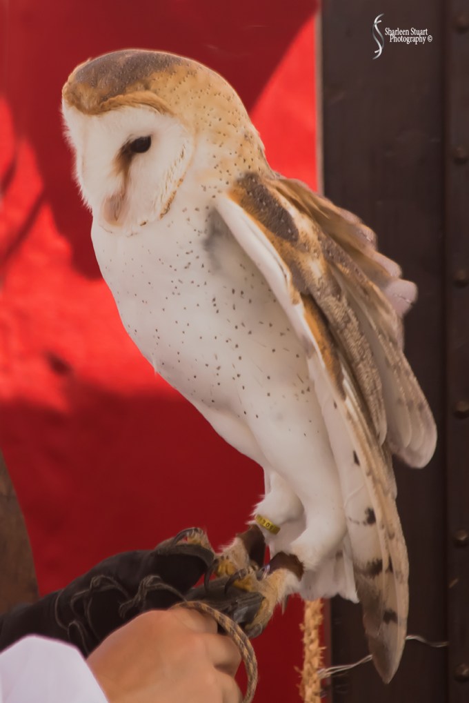 Rennaisance Fair: Deerfield Beach: February 25, 2018:  1699