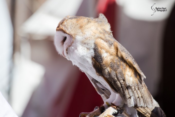 Rennaisance Fair: Deerfield Beach: February 25, 2018:  1721