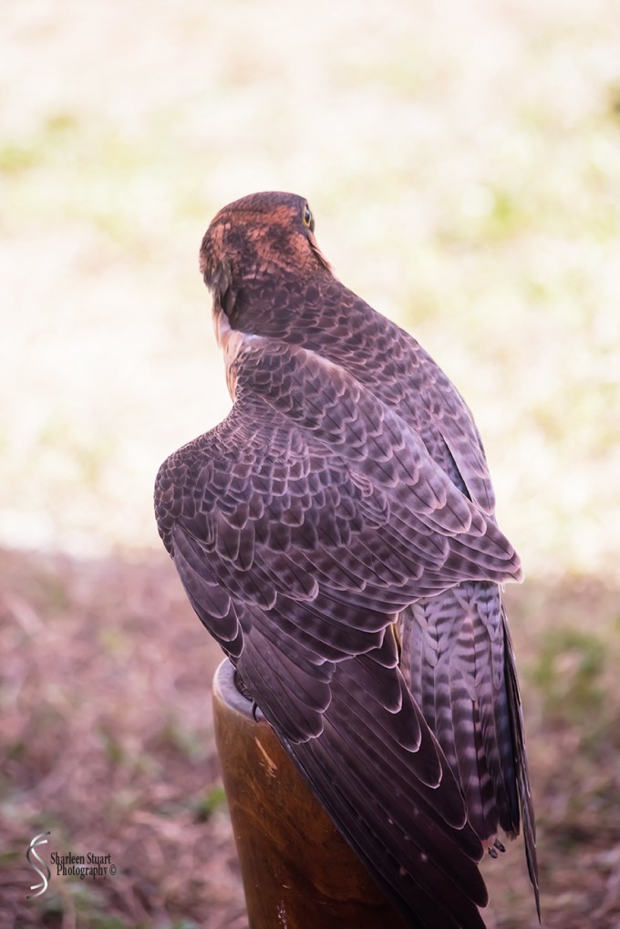 Rennaisance Fair: Deerfield Beach: February 25, 2018: 1746