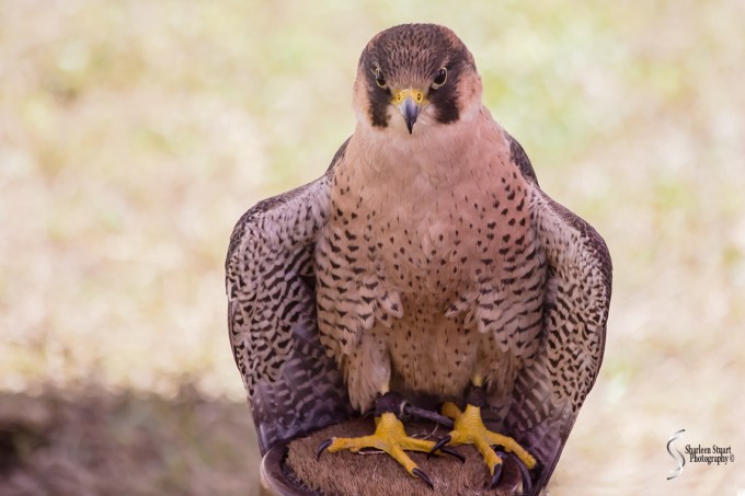 Rennaisance Fair: Deerfield Beach: February 25, 2018: 1749