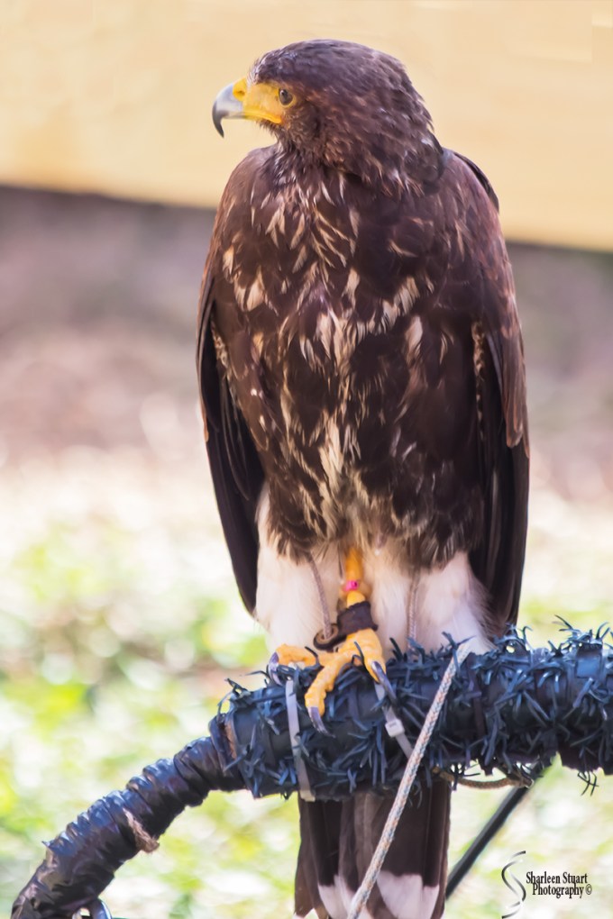 Rennaisance Fair: Deerfield Beach: February 25, 2018: 1755