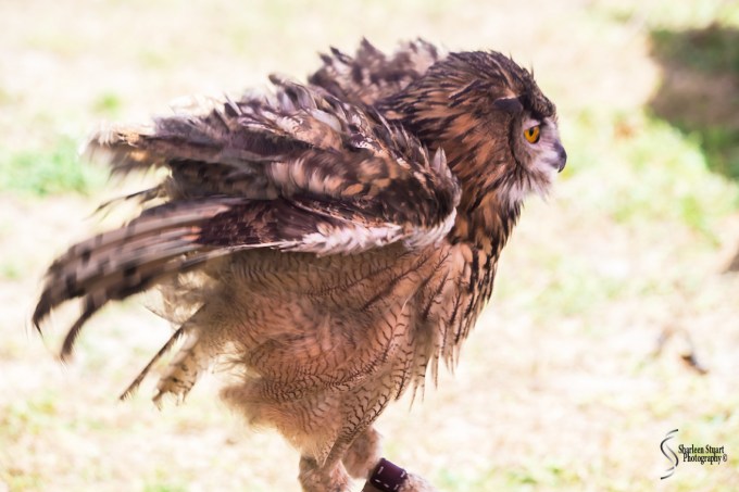 Rennaisance Fair: Deerfield Beach: February 25, 2018:  1763