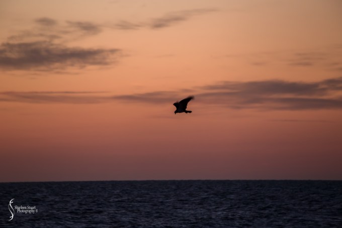 Gamble Rogers State Park: March 4-6, 2018: 1301