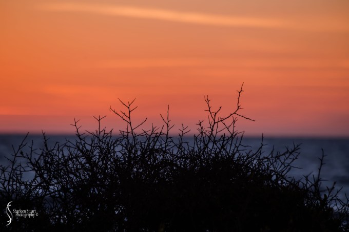 Gamble Rogers State Park: March 4-6, 2018: 3350