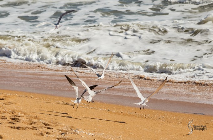 Gamble Rogers State Park: March 4-6, 2018: 3475