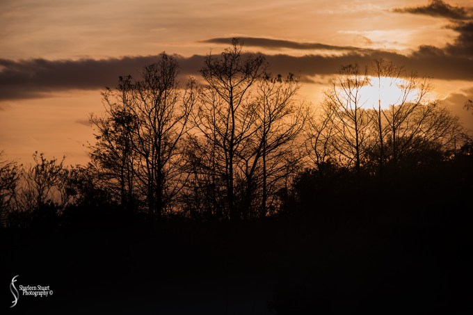 ARM Loxahatchee National Park: February 4, 2018: 0502