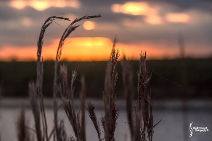 ARM Loxahatchee National Park: February 4, 2018: 0520