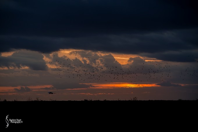 ARM Loxahatchee National Park: February 4, 2018: 0548