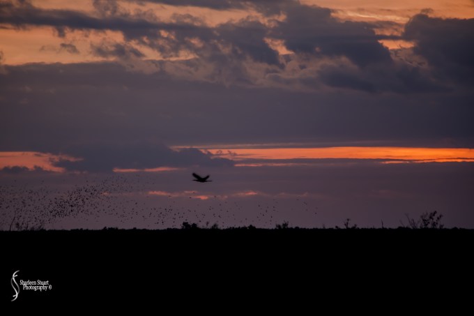 ARM Loxahatchee National Park: February 4, 2018: 0578