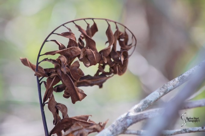 Green Cay Wetlands: March 16, 2018: 2241
