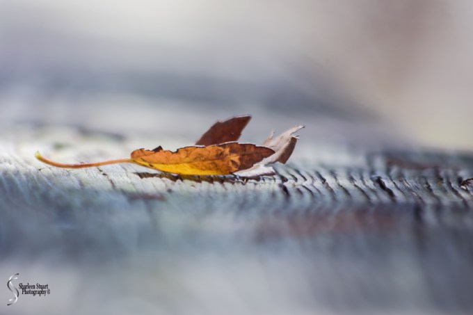 Green Cay Wetlands: March 16, 2018: 2404