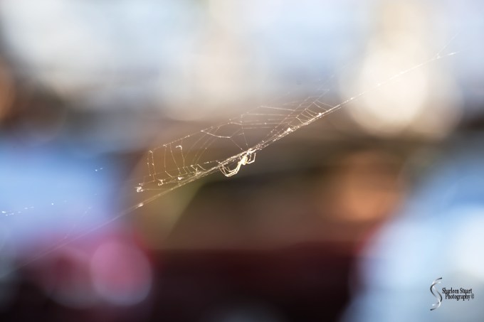 Wakodahatchee Wetlands: March 23, 2018: 2963