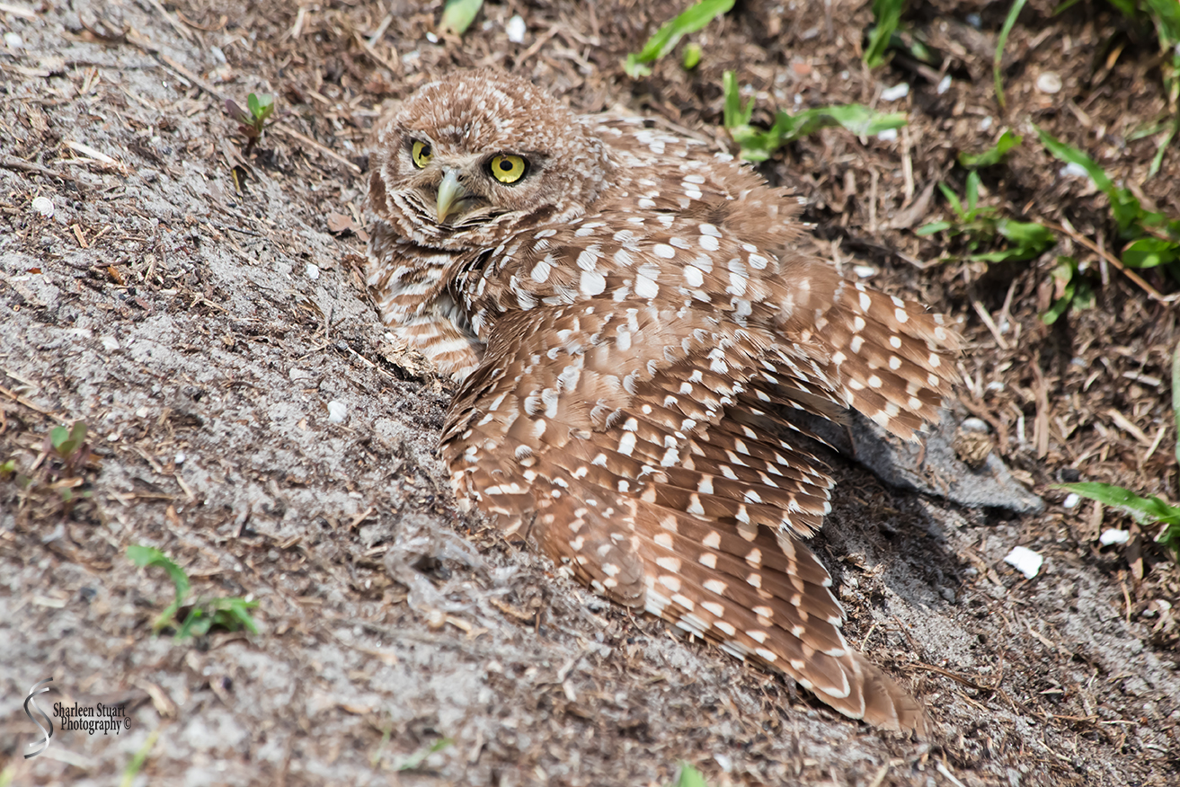 Burrowing Owls: Fort Lauderdale: April 27, 2018:  4557