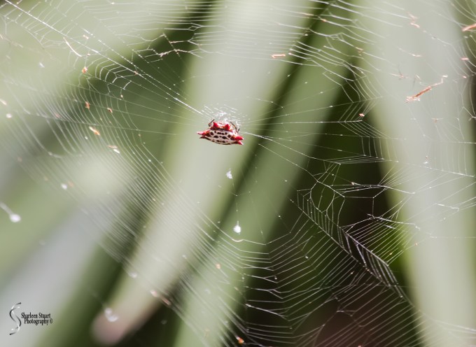 Wakodahatchee Wetlands: May 4, 2018: 4660