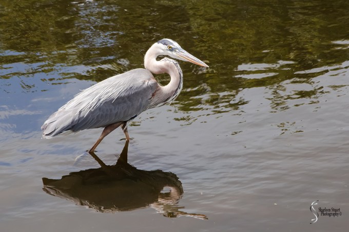 Wakodahatchee Wetlands: May 4, 2018: 4661