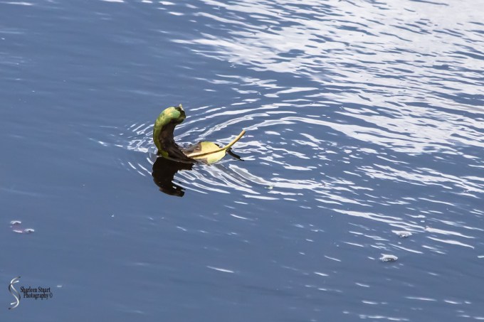 Wakodahatchee Wetlands: May 4, 2018:  4667
