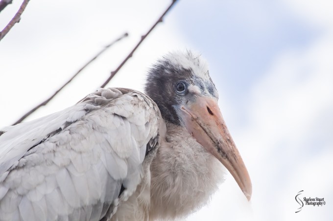 Wakodahatchee Wetlands: May 4, 2018: 4677