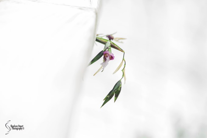 Wakodahatchee Wetlands: May 4, 2018: 4681