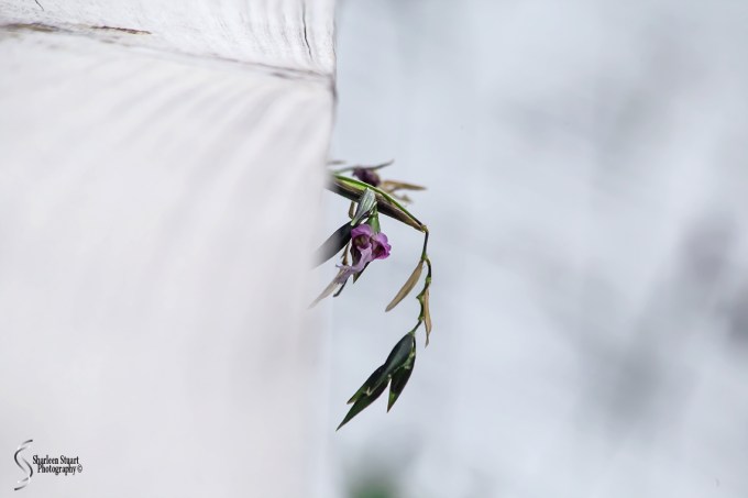 Wakodahatchee Wetlands: May 4, 2018: 4683