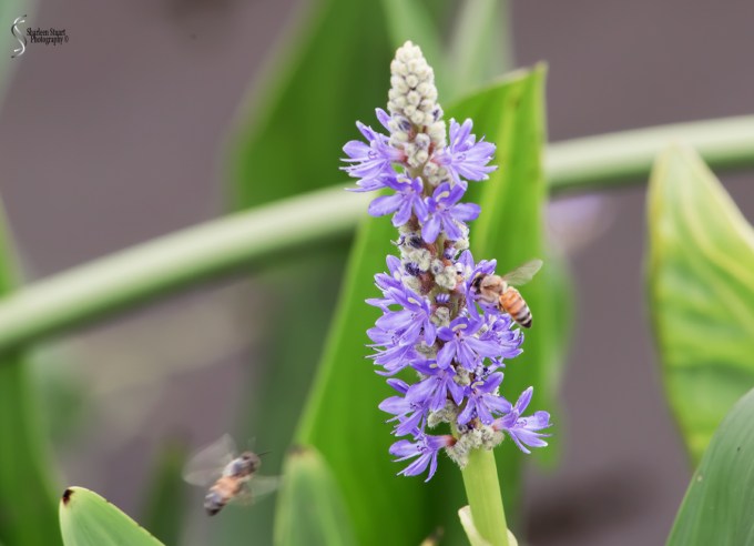 Wakodahatchee Wetlands: May 4, 2018: 4701