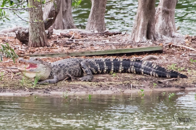 Wakodahatchee Wetlands: May 4, 2018: 4727