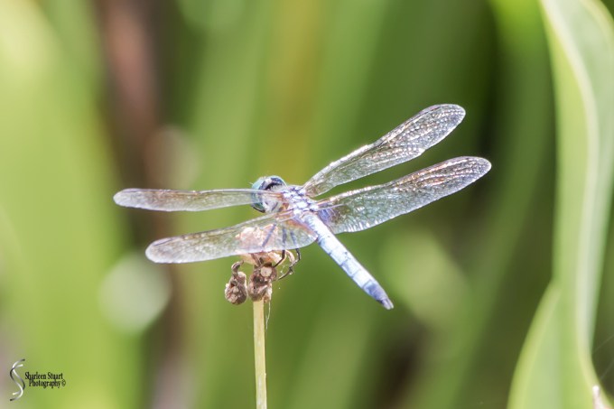 Wakodahatchee Wetlands: May 4, 2018: 4763