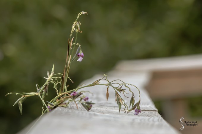 Wakodahatchee Wetlands: May 4, 2018: 4843