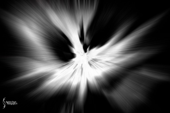 Tulips: April 7, 2015 9680