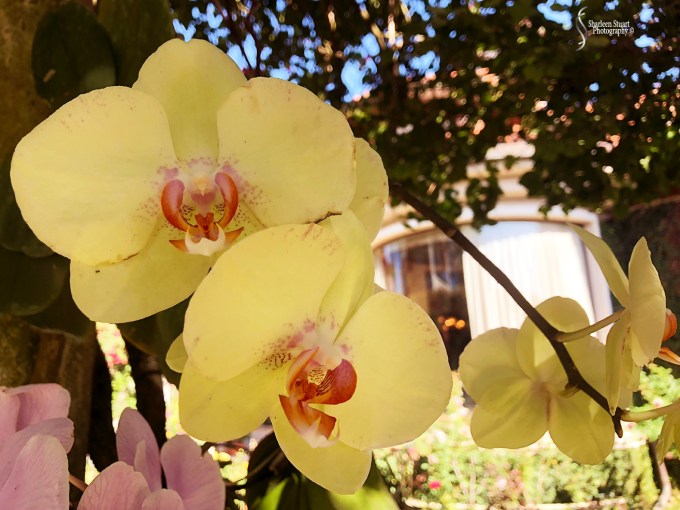 Orchids: May 8, 2018: 9123