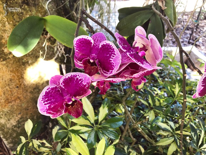 Orchids: May 8, 2018: 9124