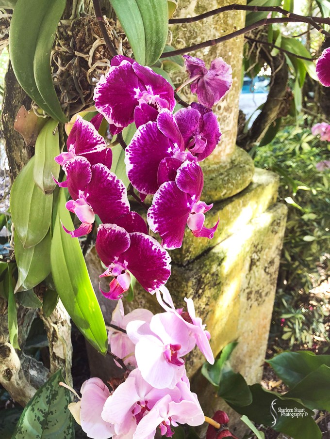 Orchids: May 8, 2018: 9125