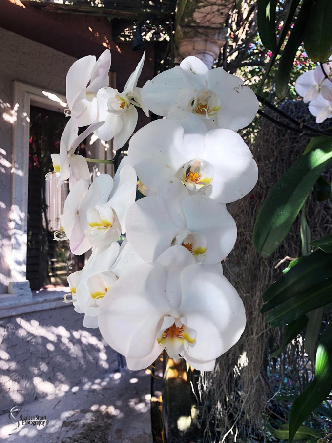 Orchids: May 8, 2018: 9126