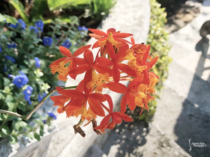 Orchids: May 8, 2018: 9132