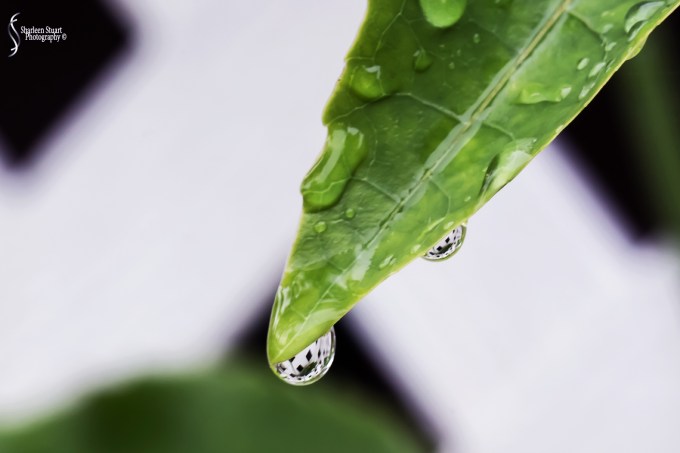 Out on the back canal: May 19, 2018: 4943