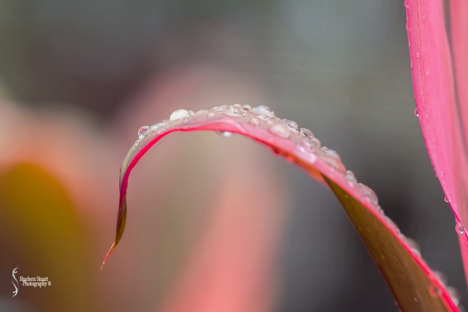 Out on the back canal: May 27, 2018: 4951