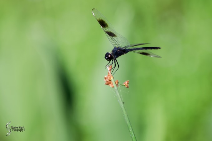 Green Cay Wetlands: June 3, 2018: 5005